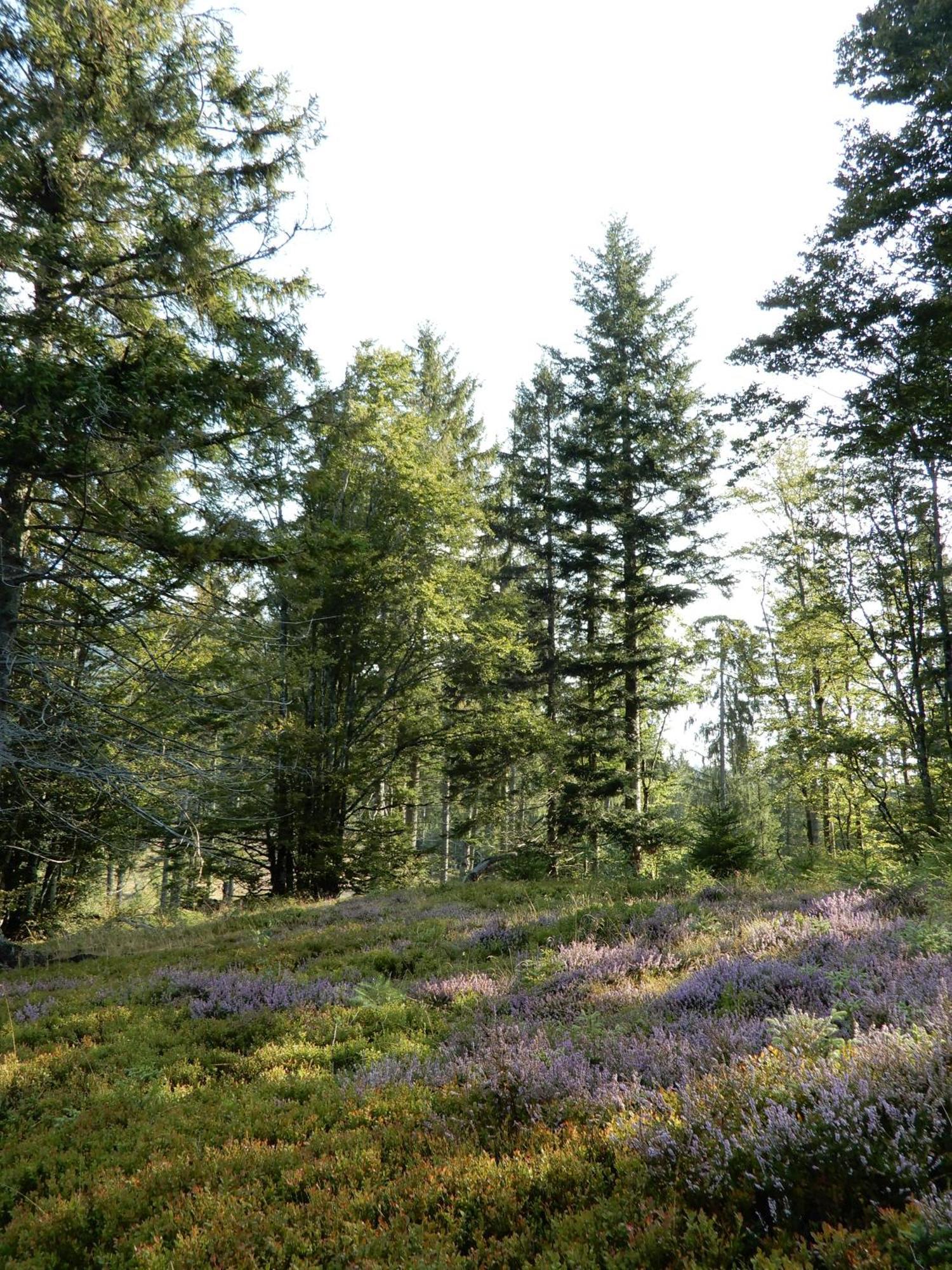 Gartenferienhaus "Annaluise" Schönau im Schwarzwald Buitenkant foto